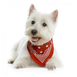 The Dog of the Highlands West Highland White Terrier